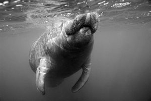 Manatee Surfacing in Crystal River,FL. I took this pictur... by Blair Hughes 